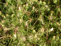 Тольпис бородатый, зонтичный – Tolpis barbata (L.) Gaertn.