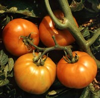 Томат (плодоносящее растение)