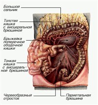 Тонкая кишка