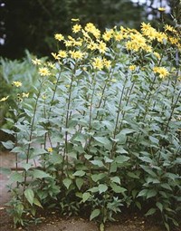 Топинамбур (белый топинамбур)