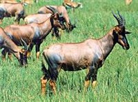 Топи (группа)