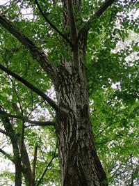 Тополь Максимовича, дороноки, корейский – Populus maximowiczii Henry.