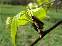 Тополь Симона, китайский – Populus simonii Carr.