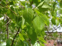 Тополь берлинский – Populus x berolinensis K.Koch.