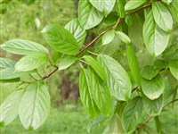 Тополь душистый – Populus suaveolens Fisch.