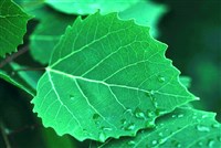 Тополь крупнозубчатый – Populus grandidentata Michx.