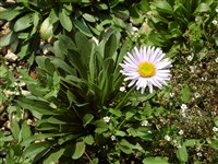 Тоунсендия бесстебельная – Townsendia exscapa (Richards) Porter.