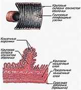 Тощая и Подвздошная кишки