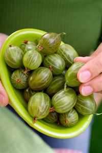 Травяные сборы при ожирении (крыжовник)