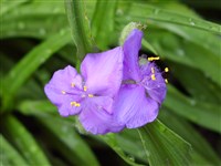 Традесканция виргинская – Tradescantia virginiana L. (1)