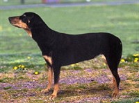 Трансильванская гончая