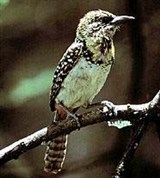 Трахифонус Д'арнауда (Trachyphonus darnaudii)