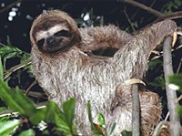 Трехпалый ленивец (в ветвях)