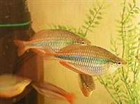 Трехполосая меланотения (Melanotaenia trifasciata)