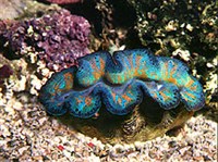 Тридакны (Тридакна)