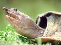 Триониксы (злой трионикс)