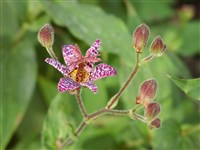 Трициртис коротковолосистый – Tricyrtis hirta (Thunb.) Hook.
