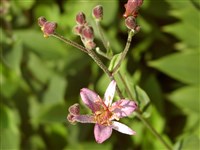 Трициртис формоза – Tricyrtis formosana Bak.
