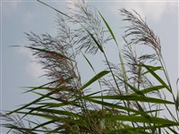 Тростник обыкновенный, южный – Phragmites australis (Cav.) Trin.ex.Steud. (1)