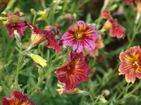Трубкоязычник выемчатый, изменчивый, крупноцветковый – Salpiglossis sinuata Ruiz.et Pav.