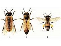 Трутень (самец пчелы)