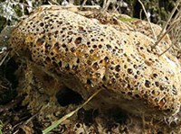 Трутовые грибы (чага)