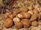 Трюфели (Трюфель африканский)