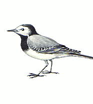 Трясогузки (белая трясогузка)