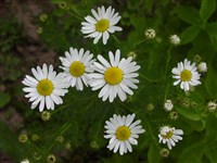 Трёхреберник непахучий, перфорированный – Tripleurospermum inodorum (L.) Schultz.