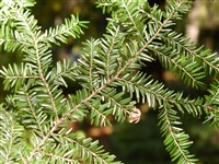 Тсуга канадская, хемлок восточный – Tsuga canadensis (L.) Carr.
