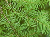 Тсуга разнолистная, западная, хемлок западный – Tsuga heterophylla (Raf.) Sarg.