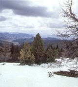 Тува (лес на границе с Монголией)