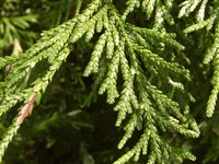 Туевик долотовидный, японский, поникающий – Thujopsis dolobrata Sieb et Zucc.