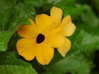 Тунбергия крылатая – Thunbergia alata Bojer. (1)