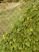 Тунбергия крылатая – Thunbergia alata Bojer. (2)