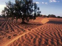 Тунис (оливковое дерево)