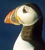 Тупики (крупный план)