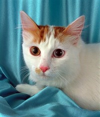 Турецкий ВАН (с различно окрашенными глазами)