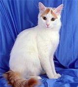 Турецкий ван