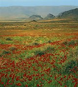 Туркмения (Бадхызский заповедник)