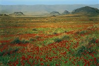 Туркмения (Бадхызский заповедник)