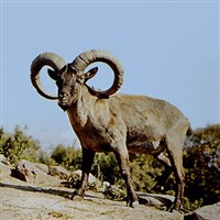 Туры (дагестанский тур)