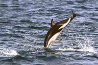 Тусклый дельфин (Lagenorhynchus obscurus)