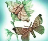 Тутовый шелкопряд