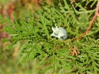 Туя восточная – Thuja orientalis L. (1)