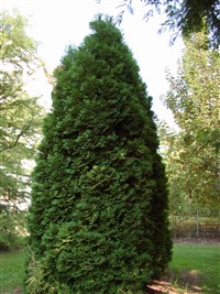 Туя западная, северный белый кедр, американское дерево жизни – Thuja occidentalis L. (1)