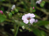 Тысячеголов испанский, посевной, пирамидальный – Vaccaria hispanica (Mill.) Rausch.