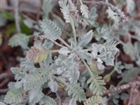 Тысячелистник агератолистный – Achillea ageratifolia (Sibth.et Smith) Boiss