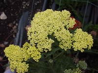 Тысячелистник благородный – Achillea nobilis L.