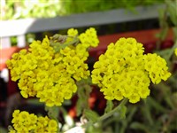 Тысячелистник войлочный – Achillea tomentosa L.